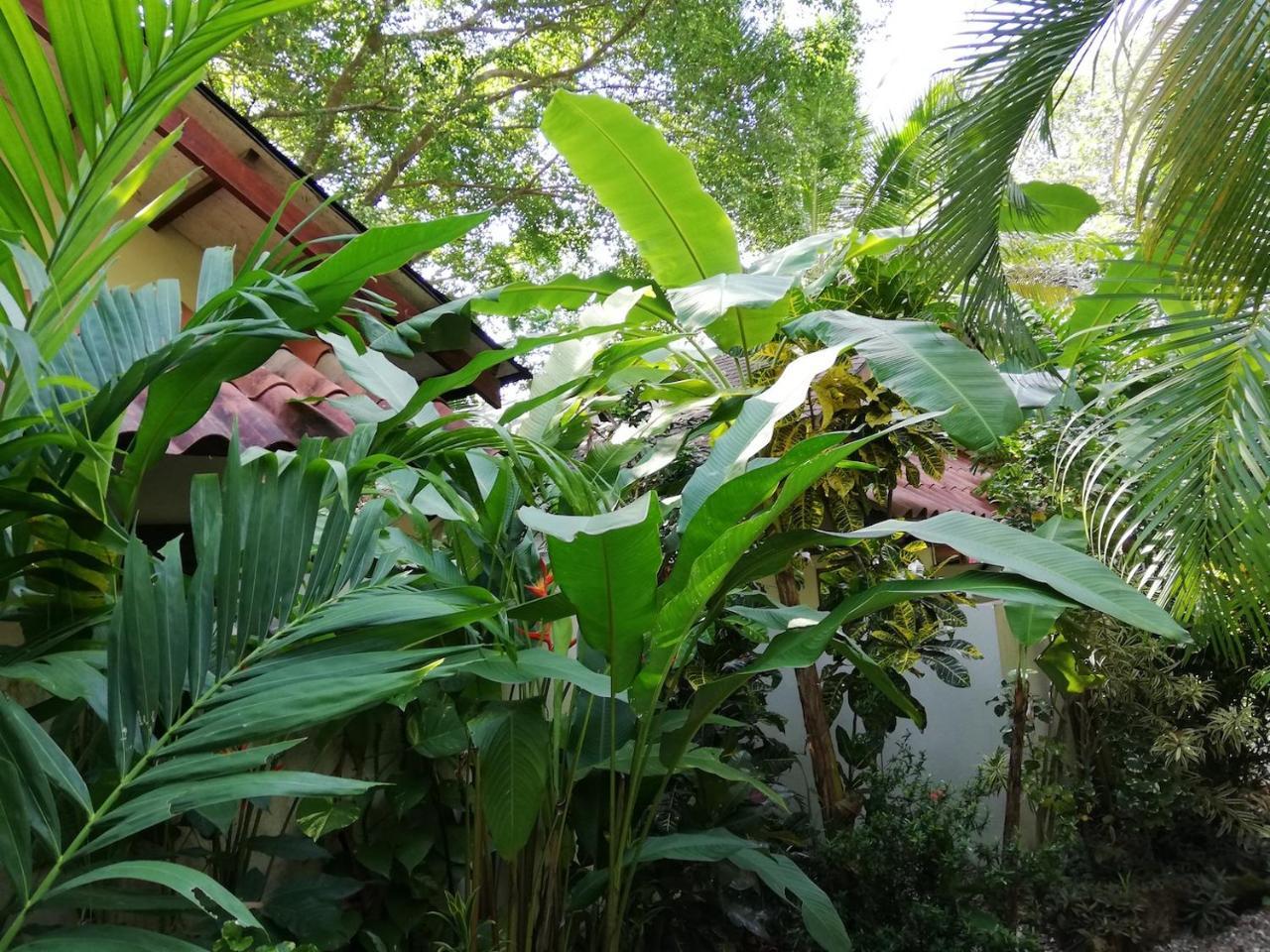 Funky Monkey Lodge Playa Santa Teresa  Esterno foto